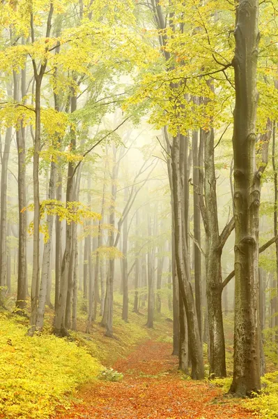 Pintoresco bosque de hayas — Foto de Stock