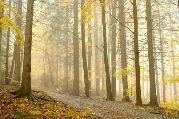 Picturesque forest in the fog — Stock Photo, Image