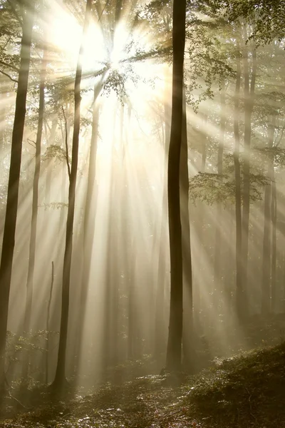 La lumière du soleil tombe dans le bois d'automne — Photo