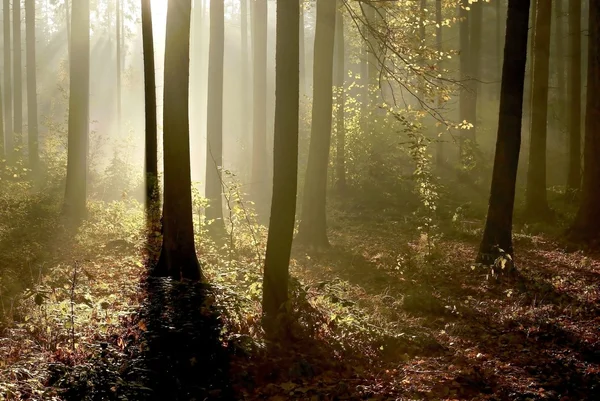 夜明けに秋の森 — ストック写真