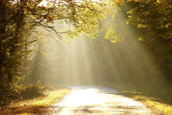 Утренний свет падает на лесную дорогу — стоковое фото