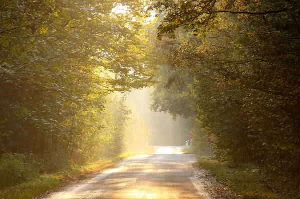 Sunset over the forest road — Stock Photo, Image