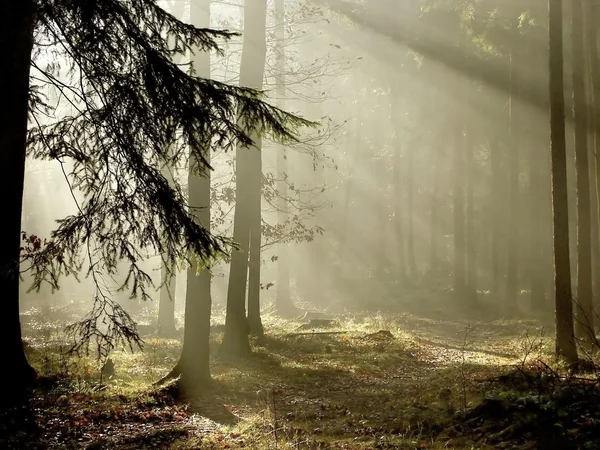 Pozdní podzim jehličnatého lesa za svítání — Stock fotografie