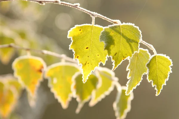 Березовые листья подсвечиваются восходящим солнцем — стоковое фото