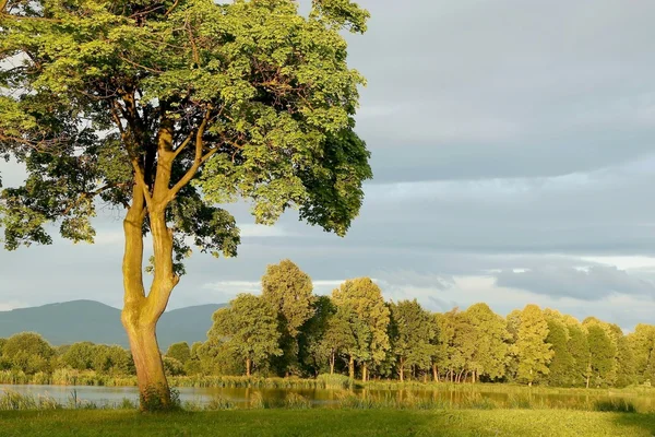 Весеннее дерево на рассвете — стоковое фото