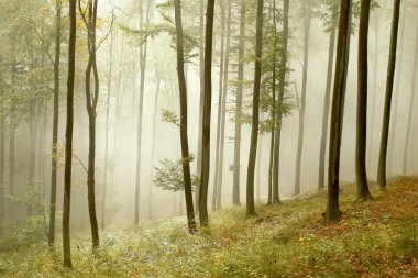 Beech forest on the mountain slope clipart