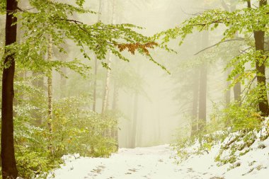 Forest trail in the fog clipart