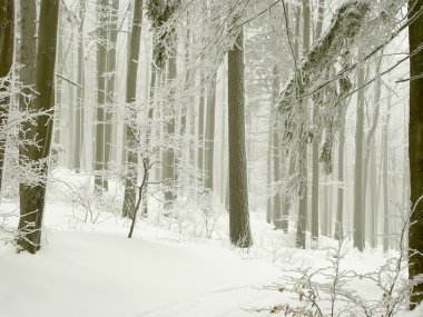 Beautiful winter forest clipart