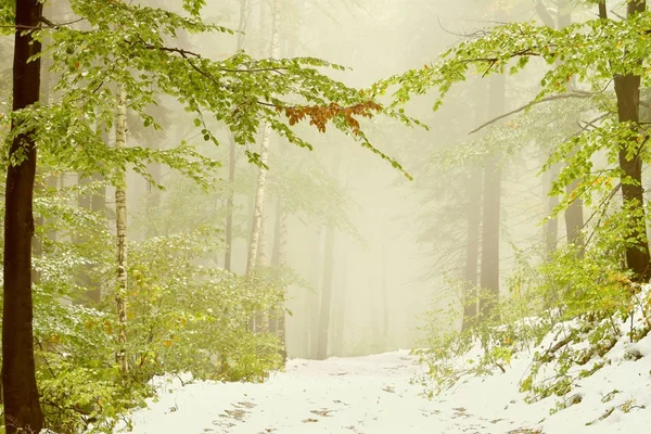 Ścieżka leśna we mgle — Zdjęcie stockowe