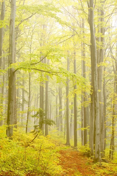 Δάσος μονοπάτι στην πλαγιά του βουνού — Φωτογραφία Αρχείου