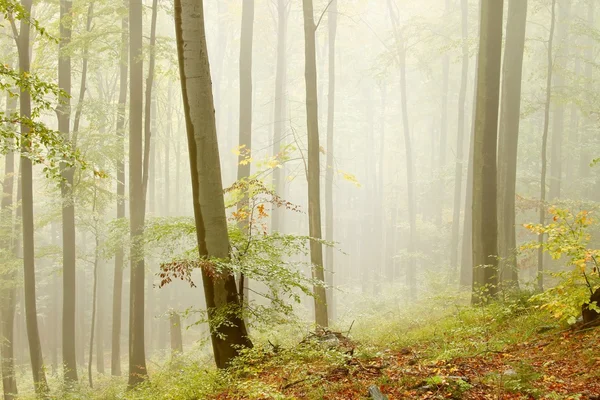 Kayın ormanı dağ yamacında — Stok fotoğraf