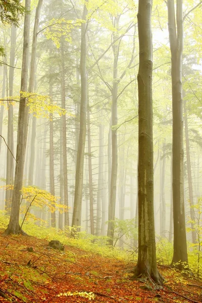 Pintoresco bosque de hayas —  Fotos de Stock