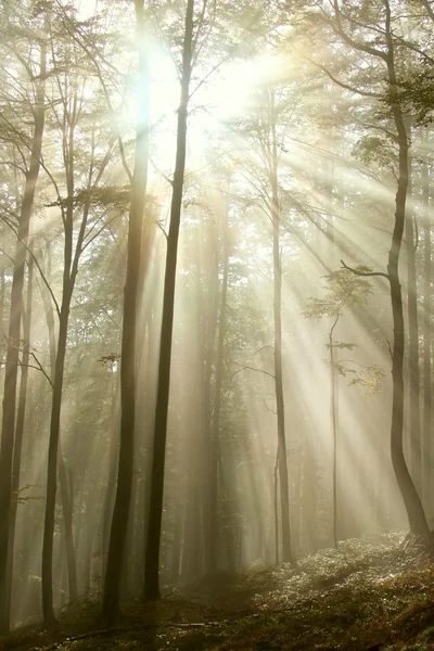 Солнечный свет падает в осенний лес — стоковое фото