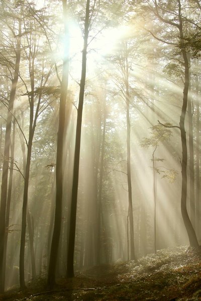 Солнечный свет падает в осенний лес
