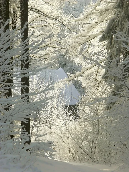 Зимние хвойные леса — стоковое фото