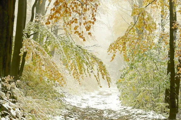 Mglisty las ścieżką pod koniec jesieni — Zdjęcie stockowe