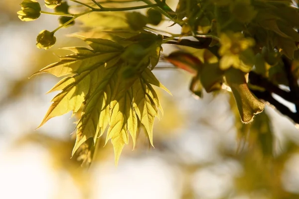 Folhas de bordo de primavera — Fotografia de Stock