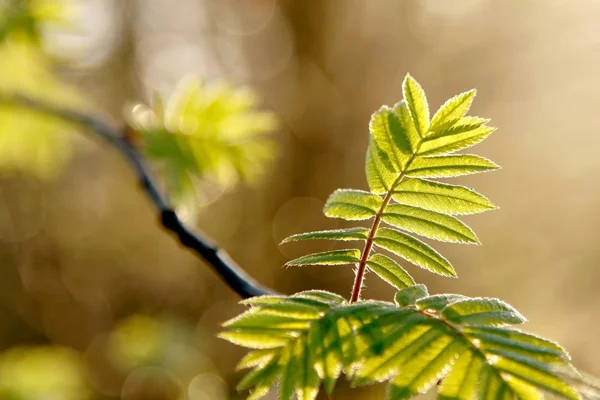 Folhas de primavera na floresta — Fotografia de Stock