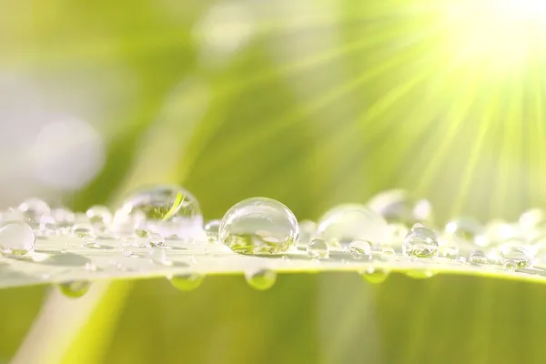 Morning dew on a grass — Stock Photo, Image