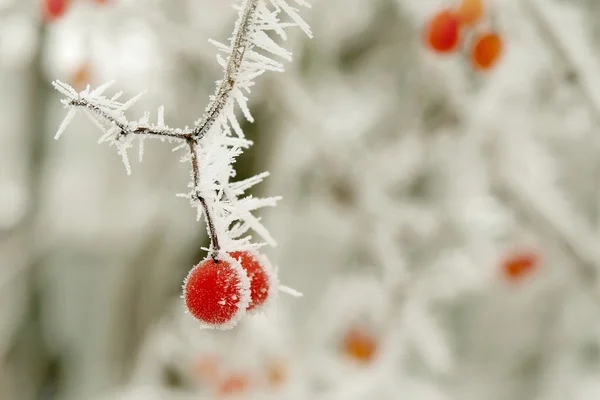 Donmuş kırmızı meyveler — Stok fotoğraf
