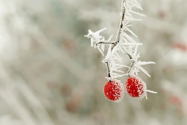 Donmuş kırmızı meyveler — Stok fotoğraf