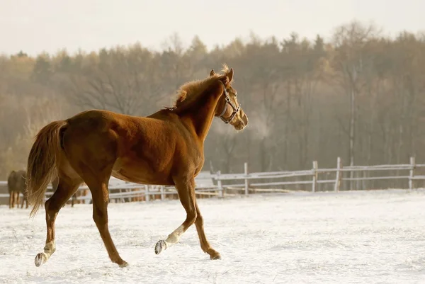 Pferd läuft auf der Weide — Stockfoto