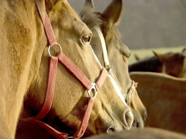Cabezas de los caballos — Foto de Stock