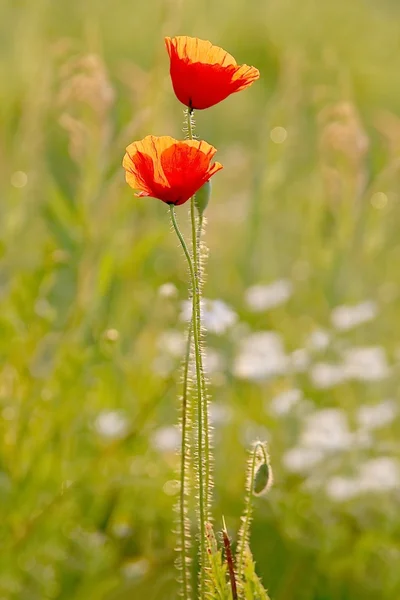 Romantic poppies — Stock Photo, Image