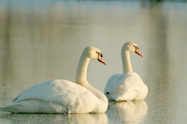 Lovely swans in winter scenery clipart