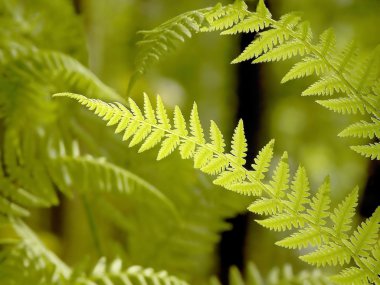 Fern in the forest clipart