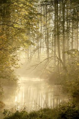 Misty forest river clipart