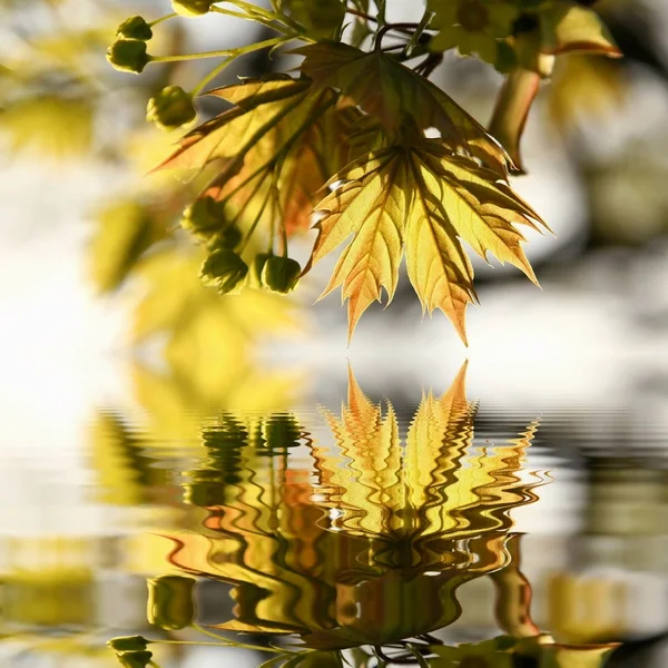 stock image Spring maple leaves