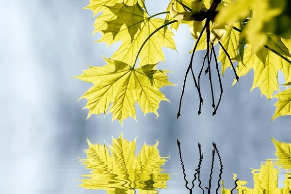 Voorjaar esdoorn bladeren — Stockfoto