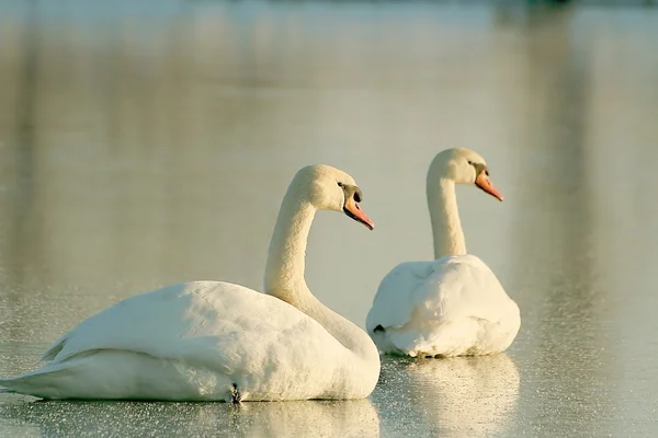 Cisnes encantadores no cenário de inverno — Fotografia de Stock