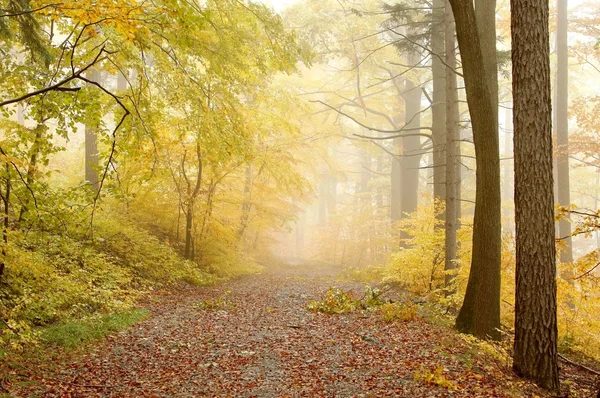 Picturesque forest path — Stock Photo, Image
