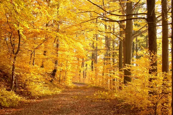 Pista que conduz através da floresta de outono final — Fotografia de Stock