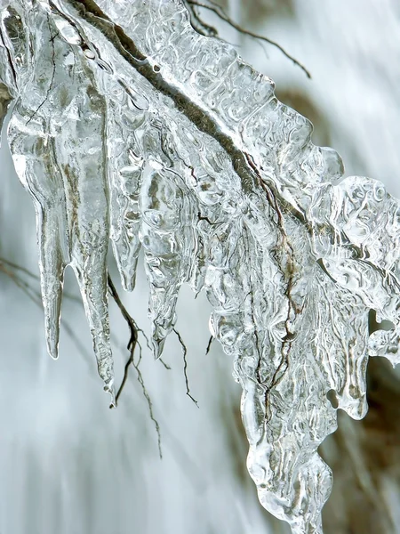 冰柱悬挂在树枝 — 图库照片
