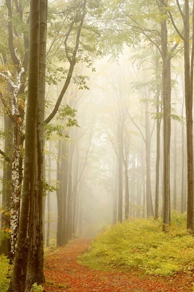 Végig egy mesebeli erdő — Stock Fotó
