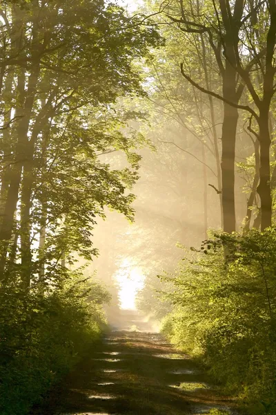 Sonnenaufgang weht auf dem Waldweg — Stockfoto