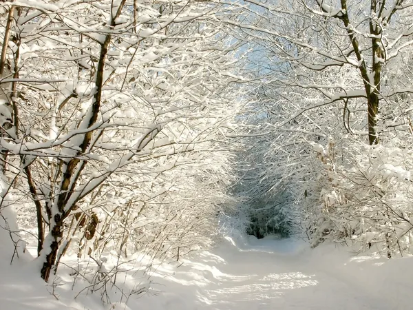 Winter lane — Stockfoto