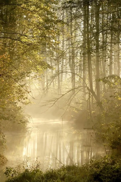 Río bosque brumoso — Foto de Stock