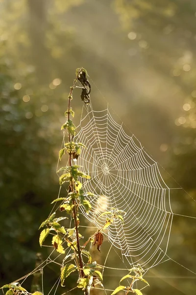 Toile d'araignée d'automne dans une prairie — Photo