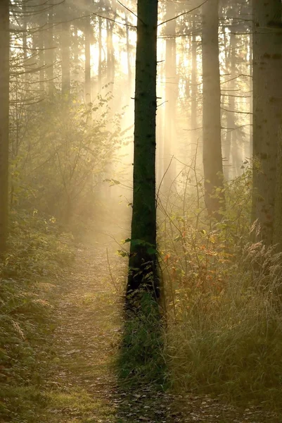 Kozalaklı orman — Stok fotoğraf