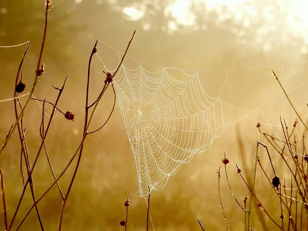 Spindelnät i gryningen — Stockfoto