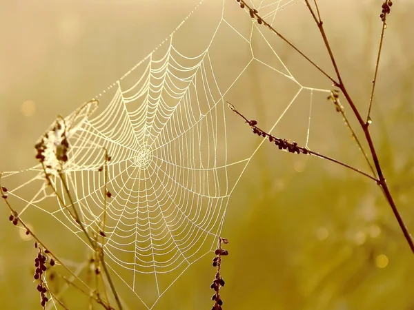 蜘蛛网在黎明时分 — 图库照片