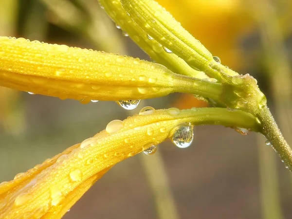 Lilly with drops of water — Stock Photo, Image