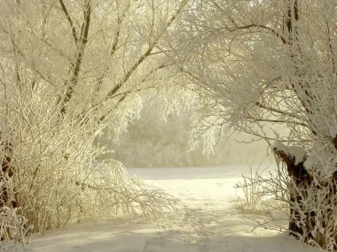 Winter lane among white willows clipart