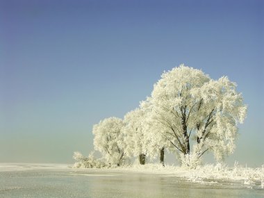 Frosted tree far away from civilization clipart