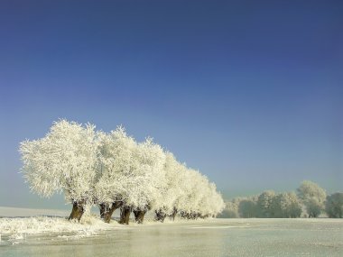 Willows the shore of the frozen lake clipart