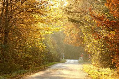 Forest road in autumn colors clipart